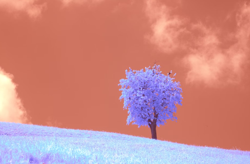 Best Free Elementor Themes